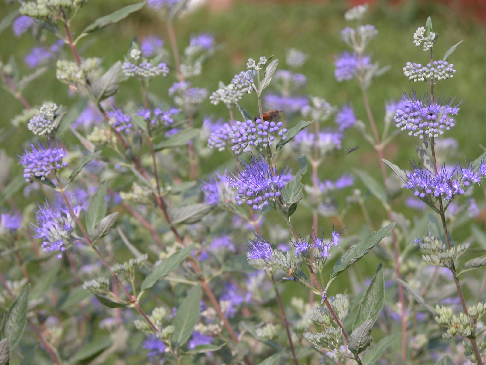 Bees in the Backyard